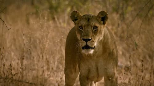 Das Gesetz der Löwen Bild 3