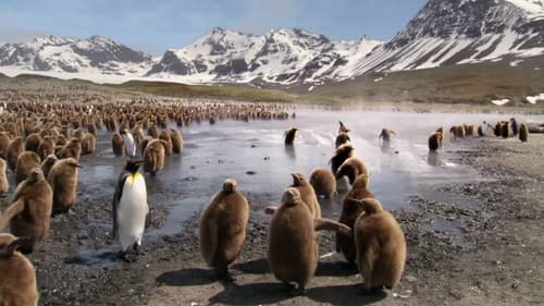 Wilde Tierbabies Bild 4