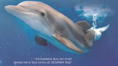 Winter, the Dolphin that Can Bild 1