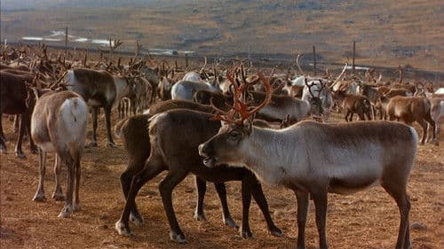 Die Geheimnisse des Nordens Bild 1