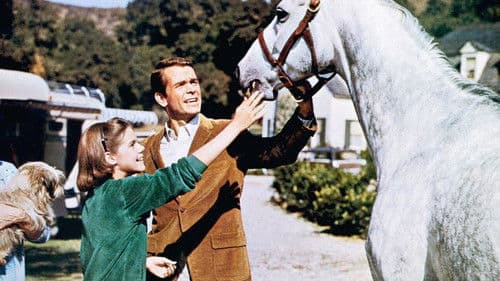 Der Hengst im grauen Flanellanzug Bild 3