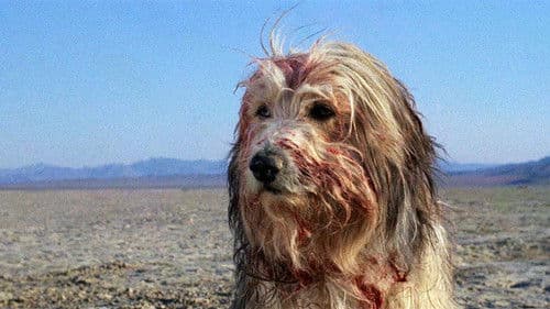 Der Junge mit dem Hund Bild 5