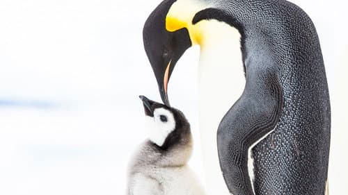 Pinguine – Eine faszinierende Familie Bild 3