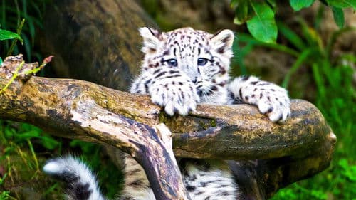 Bronx Zoo - Tierpark der Superlative Bild 3