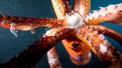 Jäger der Meere Bild 6