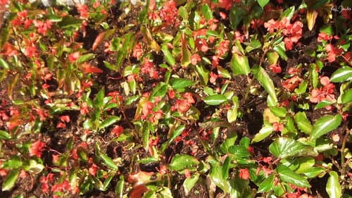 Red Green Bild 1
