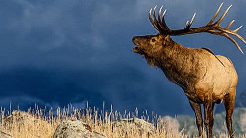 The Olympic Elk Bild 1