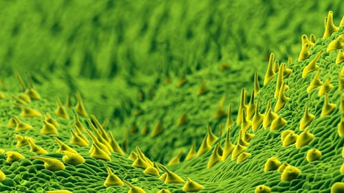 The Secret Genius of Plants Bild 1