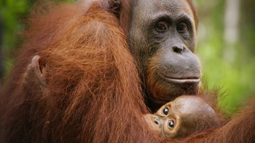 Red Ape: Saving the Orangutan Bild 1