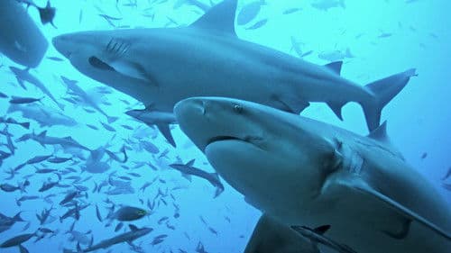 The Sharks Of Headstone Hell Bild 1