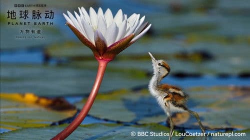 Planet Earth: Forces of Nature Bild 2