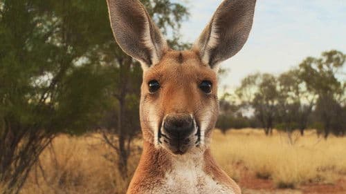 Kangaroo: A Love-Hate Story Bild 2