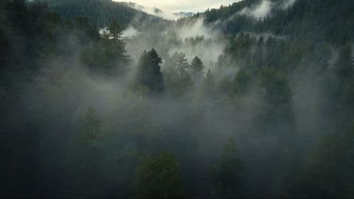 Die Dinosaurier Bild 2