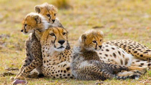 Raubtiere und ihre Beute - Kampf ums Überleben Bild 8