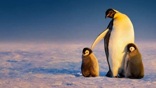 Die geheimnisvolle Welt der Pinguine Bild 8