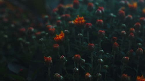 Echoes of the City Bild 1