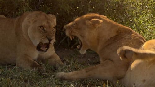 Birth of a Pride Bild 4