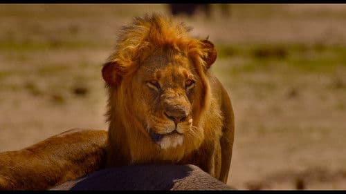 Afrika - Das magische Königreich Bild 4