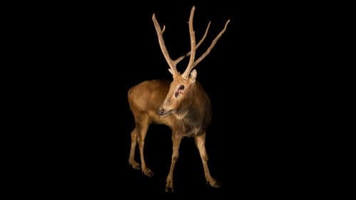 Rare: Creatures of the Photo Ark Bild 2