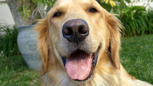 And Man Created Dog Bild 1