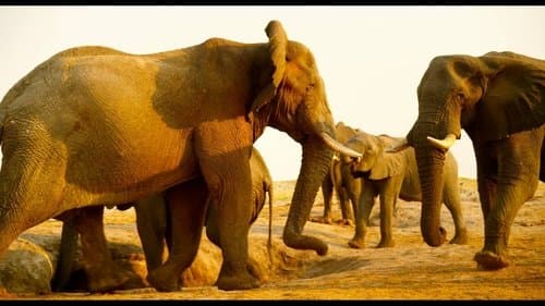 Afrika - Das magische Königreich Bild 1