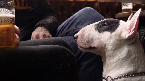 We Don't Deserve Dogs Bild 1