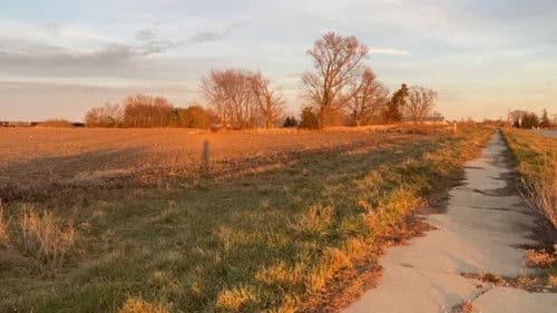 Revenge Of Pazzo Cane Bild 1