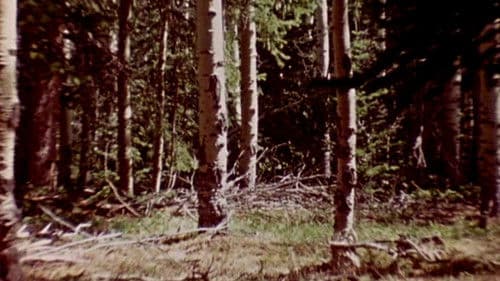 The Wold-Shadow Bild 1