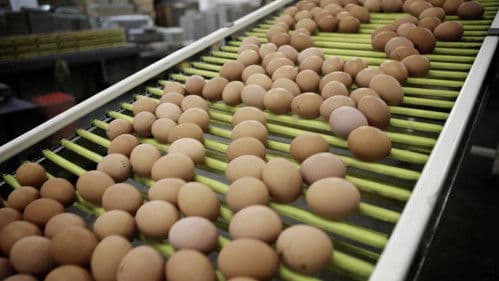 H.O.P.E. What You Eat Matters Bild 2