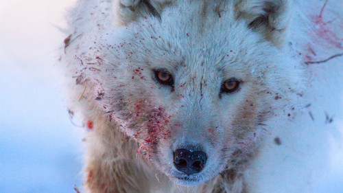 Feindselige Erde Bild 7