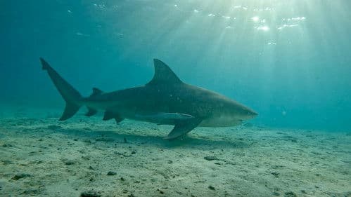 Bullenhai vs. Hammerhai Bild 3