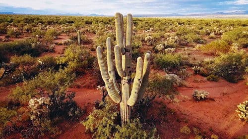 Wunder der Erde Bild 6