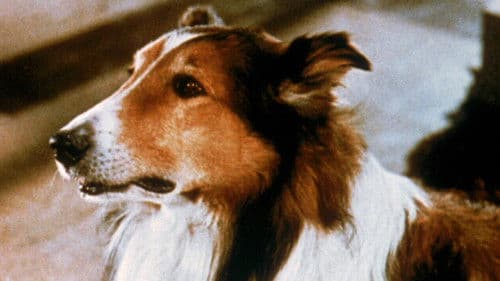 Lassie und die Goldgräber Bild 2