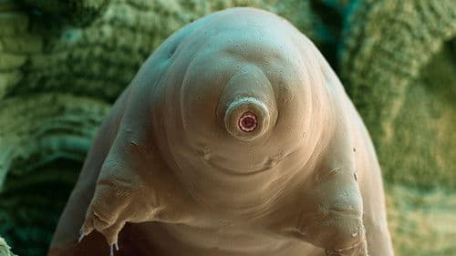 Tardigrade, l'animal indestructible Bild 2
