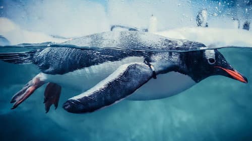 Pinguine – Eine faszinierende Familie Bild 2