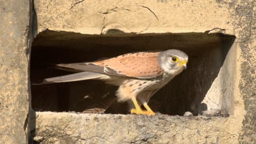 Tiltott zóna - Harctéren a vadvilág Bild 2