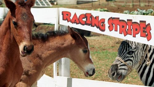 Im Rennstall ist das Zebra los Bild 7