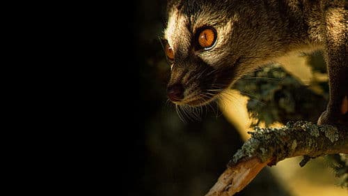 Wildes Portugal Bild 2