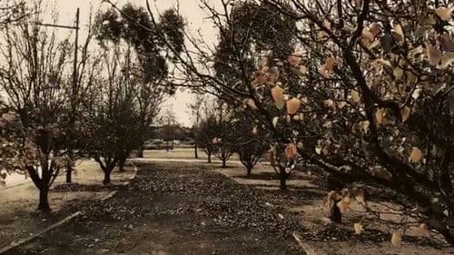 Meshes of an Autumn Afternoon Bild 5