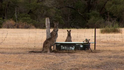 Suzy & The Simple Man Bild 1