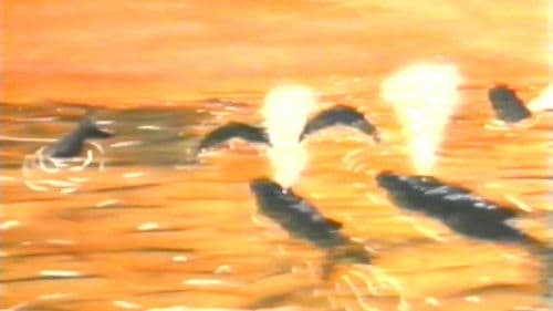 Hampie - ein kleiner Wal entdeckt seine Welt Bild 4