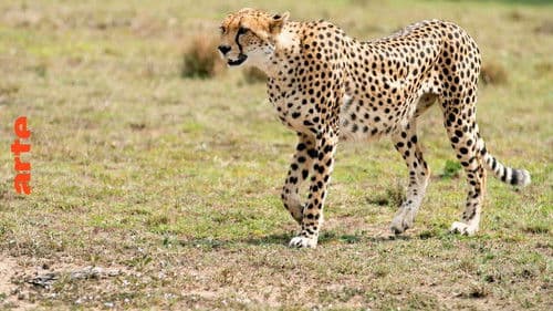 Chasing the Rains Bild 4