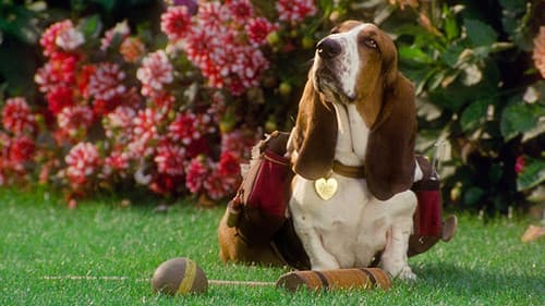 Herzog Hubert Bild 6