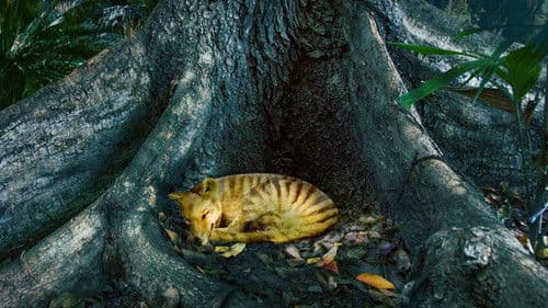 Tiger on the Rocks Bild 3