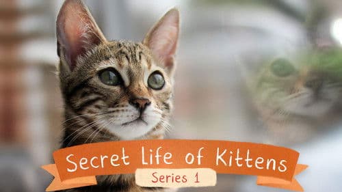 The Secret Life of Kittens Bild 1