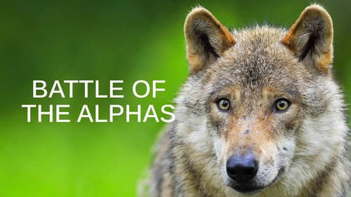 Battle of the Alphas Bild 1