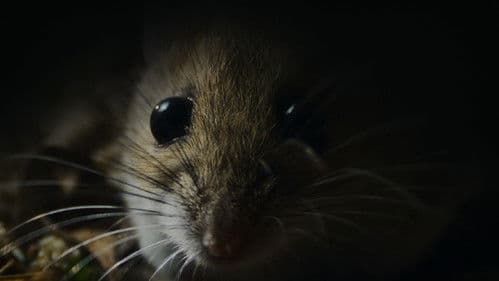 Nightmares of Nature Bild 6