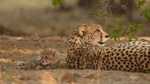 Serengeti Speed Queen Bild 4