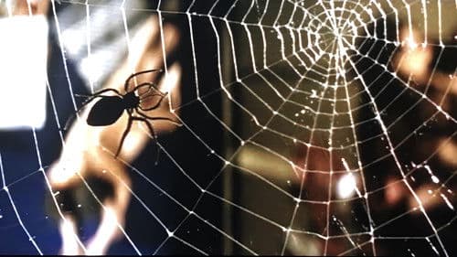 昼下りの情事 古都曼陀羅 Bild 2