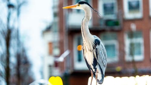 Cities: Nature's New Wild Bild 3